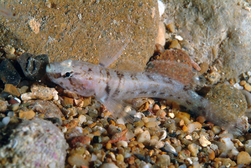 Chromogobius zebratus e Gammogobius steinitzi